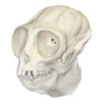 Replica Titi Monkey Skull