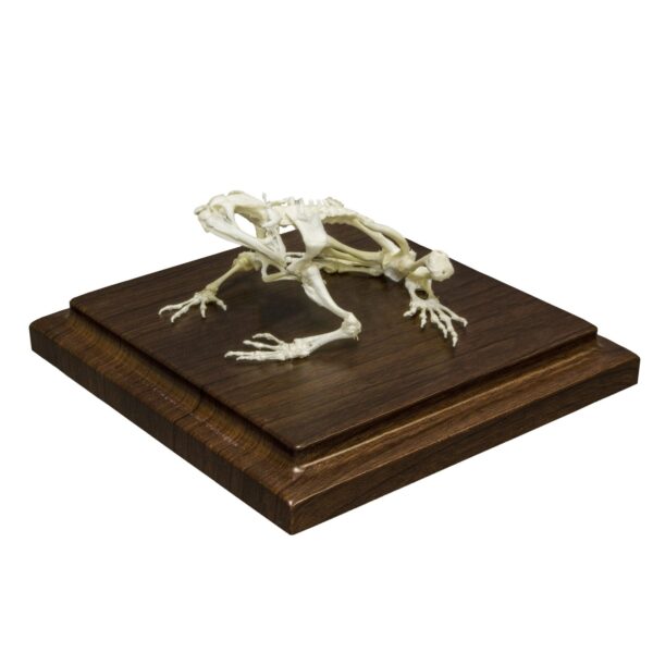 Real Toad Skeleton – Economy