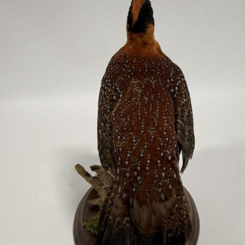 Real Taxidermy Temminck’s Tragopan (Tragopan temminckii)