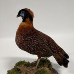 Real Taxidermy Temminck’s Tragopan (Tragopan temminckii)