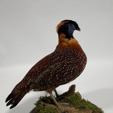 Real Taxidermy Temminck’s Tragopan (Tragopan temminckii)