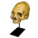 Replica Human Skull – Trephined