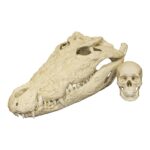Replica Saltwater Crocodile Skull (32.2″)