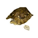 Real Hinge-back Tortoise Shell and Skull