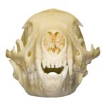 Real Flat-headed Kusimanse Skull