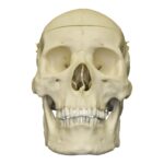 Replica Human Skull with Brain and Stand – Asian Male
