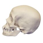 Replica 12-year-old Human Child with Dentition Exposed