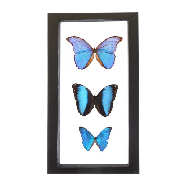 Real Morpho Butterflies in Black Frame – Set of 3