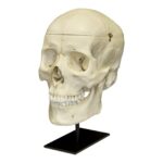 Replica Human Skull with Brain and Stand – Asian Male