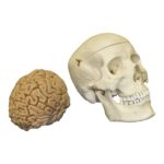 Replica Human Skull with Brain and Stand – Asian Male