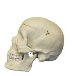 Replica Human Skull with Brain and Stand – Asian Male