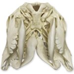 Replica Two-headed Calf Skull