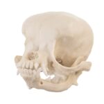 Replica Domestic Dog Skull – Apple Head Chihuahua