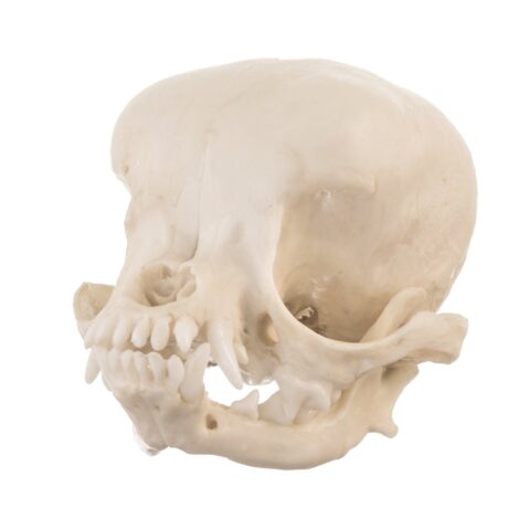 Replica Domestic Dog Skull - Apple Head Chihuahua