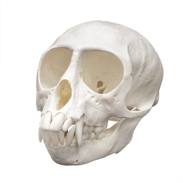 Real Vervet Monkey Skull – Male