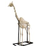 Real Southern Giraffe Skeleton – Articulated (13’7″)