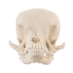 Replica Domestic Dog Skull – Apple Head Chihuahua
