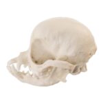 Replica Domestic Dog Skull – Apple Head Chihuahua