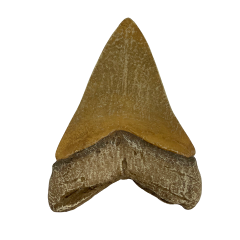 Megalodon Tooth Replica
