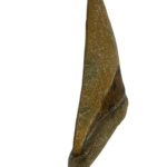 Megalodon Tooth Replica