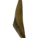 Megalodon Tooth Replica