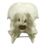 Replica Whooping Crane Skull