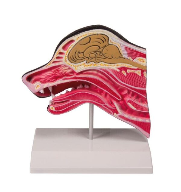 Replica Canine Head – Median Section