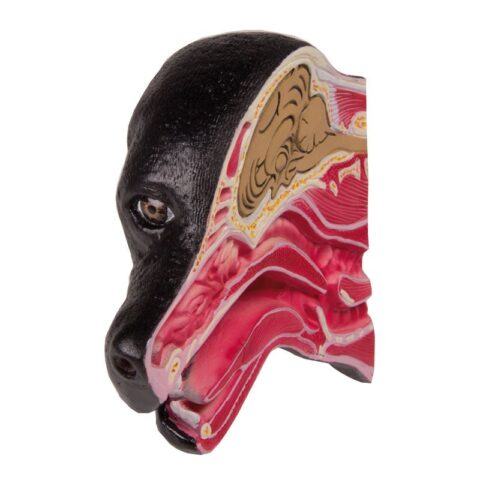 Replica Canine Head - Median Section