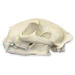 Replica Mountain Lion Skull – Male