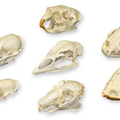 Skull Comparison Kit - Real or Replica