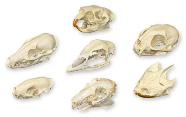 Skull Comparison Kit – Real or Replica