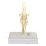 Replica Veterinary Canine Model – Knee
