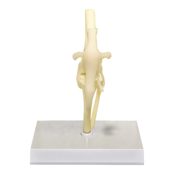 Replica Veterinary Canine Model – Knee