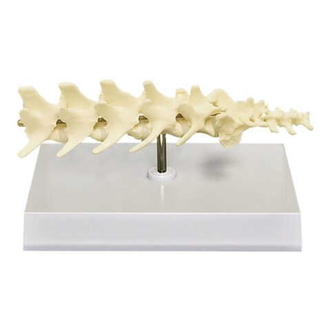 Replica Veterinary Canine Model - 5 Piece Vertebrae