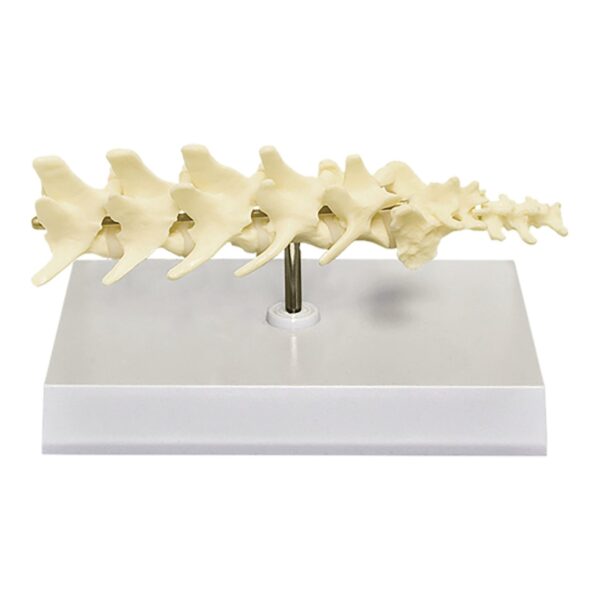 Replica Veterinary Canine Model – 5 Piece Vertebrae