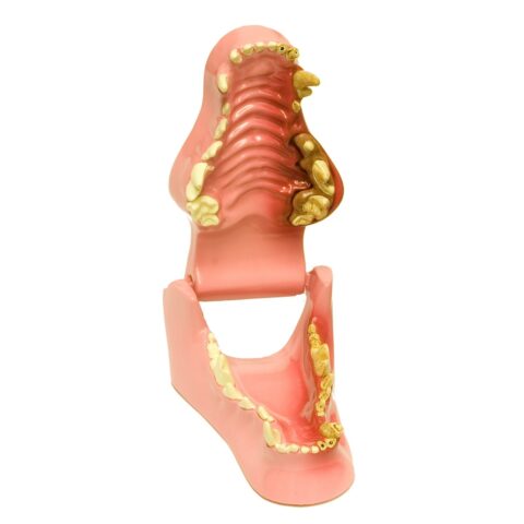Replica Veterinary Canine Model - Jaw