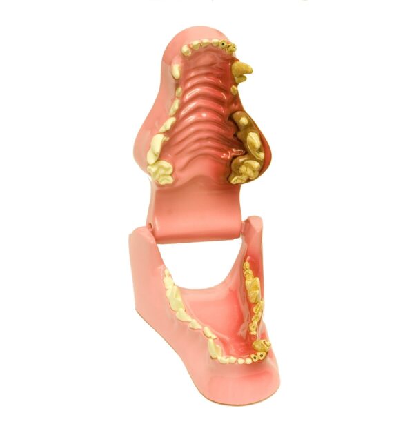 Replica Veterinary Canine Model – Jaw