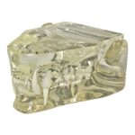 Replica Veterinary Clear Feline Model – Jaw