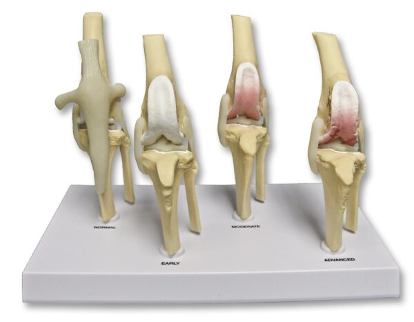 Replica Veterinary Canine Osteoarthritis Model – Knee