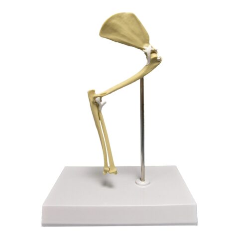 Replica Veterinary Feline Model - Elbow / Shoulder