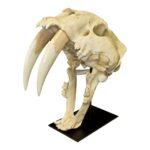 Replica Sabertooth Cat Skull – South American (Smilodon populator)
