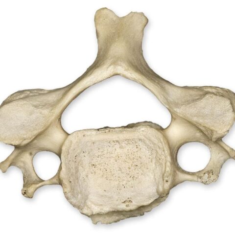 Real Human Cervical Vertebra - Single