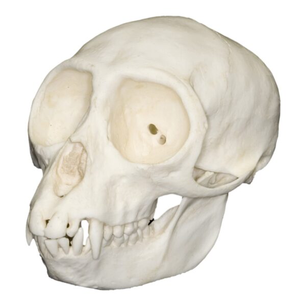 Replica Vervet Monkey Skull – Female