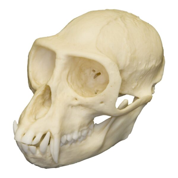 Replica Vervet Monkey Skull – Male