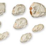 Comparative Skull Kit – North American Furbearers