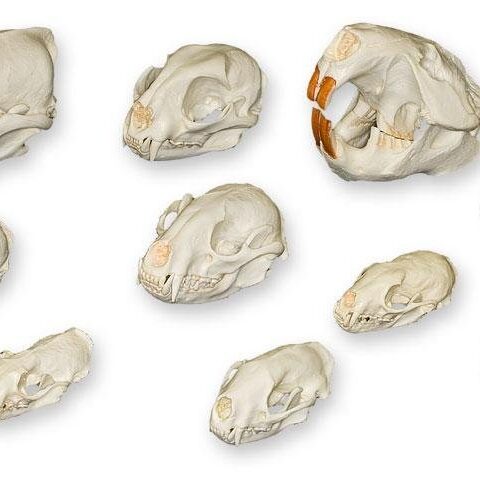 Comparative Skull Kit - North American Furbearers