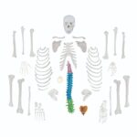 Replica Human Disarticulated Skeleton with Color-coded Spine – Economy