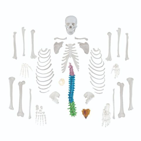 Replica Human Disarticulated Skeleton with Color-coded Spine - Economy