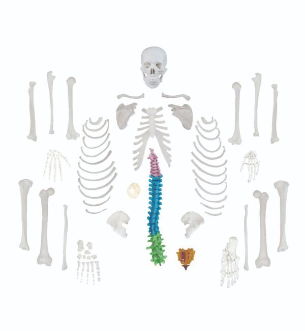 Replica Human Disarticulated Skeleton with Color-coded Spine – Economy