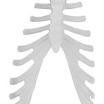 Replica Human Disarticulated Skeleton with Color-coded Spine – Economy